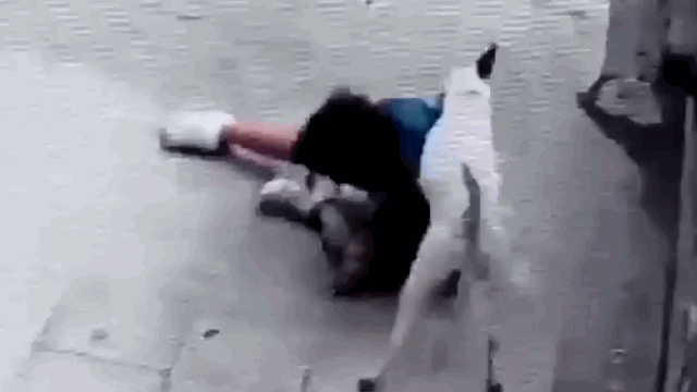 Video: Bé gái bị chó pitbull tấn công, cắn xé kinh hoàng trên phố