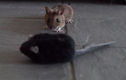 Cười lăn khi chuột cũng bị lừa tình