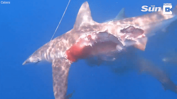 Cá mập thây ma: Bị cắn xé một nửa vẫn tung tăng bơi lội