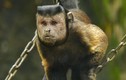 Chú khỉ sở hữu gương mặt đặc biệt khiến mạng xã hội “bùng nổ“
