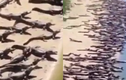 Thực hư cá sấu “xâm chiếm” bãi biến Brazil khiến dân tình hết hồn 