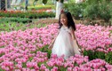 Người dân đổ xô đi ngắm cánh đồng hoa tulip Hà Lan tại Hà Nội