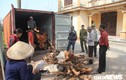 Dân làng mua thùng container, ngày đêm bảo vệ gỗ cây sưa trăm tỷ