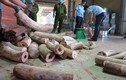 Đà Nẵng bắt 9,1 tấn nghi ngà voi cất giấu tinh vi