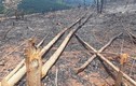 Hình ảnh rừng tái sinh tại tỉnh Bình Phước bị phá tan hoang