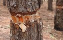 Những hình ảnh về rừng thông ở Gia Lai liên tiếp bị “bức tử”