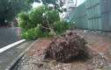 Hàng loạt cây xanh trên phố Hà Nội bật gốc sau bão số 3