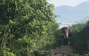 Hàng chục người vật vã khống chế con voi quật chết người ở Tây Nguyên