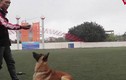 Video: Thú chơi chó Malinois Bỉ giá cả trăm triệu đồng của người Hà Nội