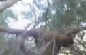 Video: Báo gấm săn khỉ đầu chó, không ngờ bị truy sát ngược