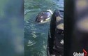 Video: Bị cá voi sát thủ đuổi, hải cẩu “khôn như người” thoát chết ngoạn mục