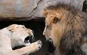 Điều lạ xảy ra khi sư tử đực “cắn yêu” bạn tình đang ngủ say