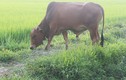Xét nghiệm ADN… cho bò để tìm chủ