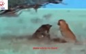 Video: Khỉ đầu chó đánh sư tử chạy te tua 