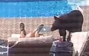 Video: chú gấu vào hồ bơi uống nước, đánh thức chủ nhà 