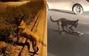 Video: chó cố gắng đánh thức mèo chết vì tai nạn giao thông