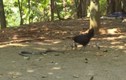 Video: Hổ mang phun nọc trườn tới, gà mẹ liệu có thể bảo vệ được đàn con?