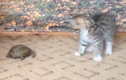 Clip hài hước: Mèo con sợ rùa