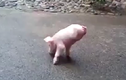 Nghị lực phi thường của chú lợn chỉ có 2 chân