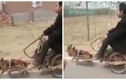 Xem chó kéo người ở Trung Quốc gây ngỡ ngàng