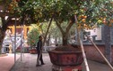 Cây quýt cổ thụ trăm tuổi giá hàng trăm triệu ở Nghệ An