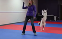 Chú chó và màn dancing “cực đỉnh” khi phối hợp với chủ