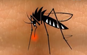 Tìm hiểu những bệnh nguy hiểm do muỗi gây ra
