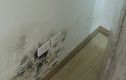 Video: Mẹo xử lý ẩm mốc tường căn hộ, ai cũng có thể làm được