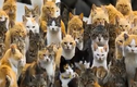 Video: Vì sao mèo có 10 hành vi kỳ quặc này?