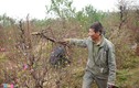 Vụ vườn đào bị chặt phá trước Tết: Công an vào cuộc điều tra