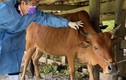 Bò ở Lạng Sơn nổi u cục bất thường, xuất hiện bệnh lạ 