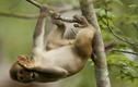 Lạ lùng thổ dân Mozambique huấn luyện khỉ săn lợn rừng