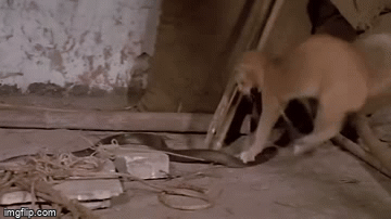 Video: Mèo con kịch chiến hổ mang bành cực độc trong ngôi nhà hoang