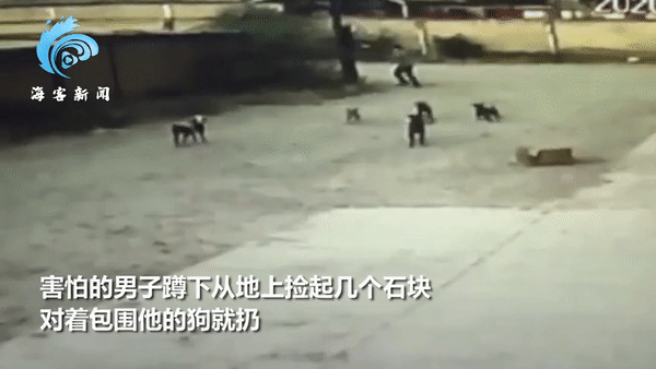 Video: Kinh hoàng chuyện người đàn ông bị 6 con chó hoang cắn tử vong