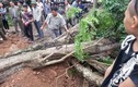 Cây sưa 200 tuổi ở Bắc Ninh “gây bão” dư luận bị chặt hạ 