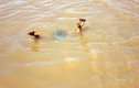 Quảng Ninh: Ba em nhỏ tử vong do đuối nước khi đi tắm sông