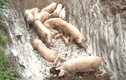 Dịch tả lợn châu Phi xuất hiện ở Thanh Hóa: Chủ tịch tỉnh ban hành công điện khẩn