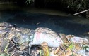 Nước máy Hà Nội bốc mùi lạ vì dầu thải: Hung thủ nào “xả” vào nguồn nước Sông Đà?