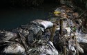 Xả dầu thải đầu độc nước sông Đà: Lộ Giám đốc Trang thuê 3 đối tượng “gây án”