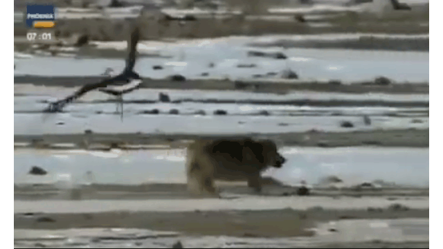 Video: Đại bàng săn đuổi, dùng móng vuốt giết chó sói cực ngoạn mục