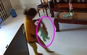 Bé trai 8 tháng ở Phan Thiết bị người giúp việc bạo hành