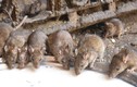 Kinh dị đền thờ ở Ấn Độ cho hơn 20.000 con chuột sống tự do