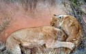 Sư tử giao chiến “điên cuồng” để bảo vệ con