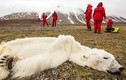 Cận cảnh gấu trăng Bắc Cực chết đói thảm thương