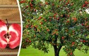 Mê mẩn vườn táo ruột đỏ cho thu tiền tấn