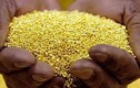 Tịch thu 1,5 tấn quặng vàng vô chủ ở Quảng Nam