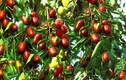 Tận mục giống táo dại Hàn Quốc gây sốt thị trường Việt