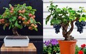 Mê mẩn bonsai hoa quả sai trĩu trịt