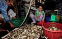 Chùm ảnh về những làng nghề chuyên đánh bắt rắn biển, tôm hùm