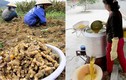 Nghề trồng và chế biến tinh bột nghệ thu nhập khủng ở Nghệ An